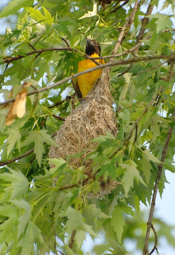 oriole female nestDSC_0157 by ben_long_hair is licensed under CC BY-NC-ND 2.0